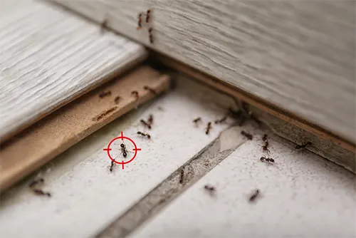 Ant Control Melbourne