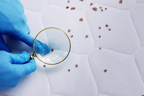 Bed Bug Management in Commercial Facilities