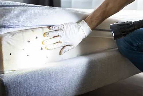 Bed Bug Treatment Melbourne