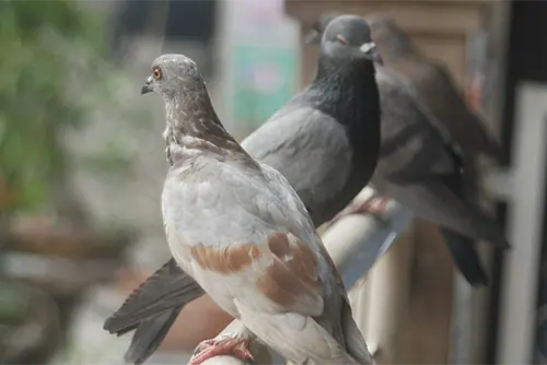 Bird Control Services