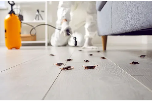 Cockroach Control Melbourne