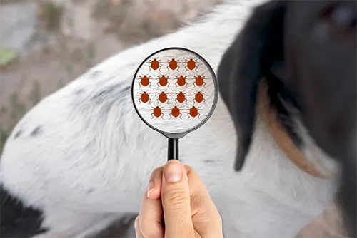 Flea Control Melbourne