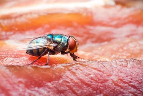 Fly Control Solutions
