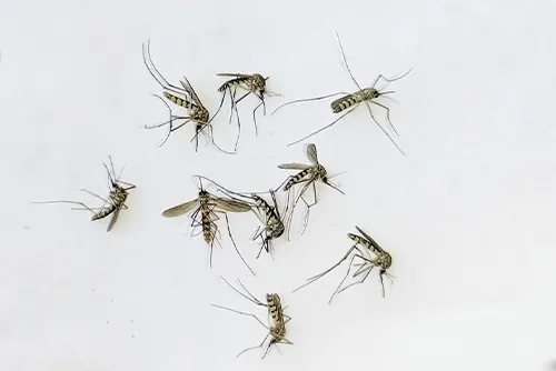 Mosquito Control Programs