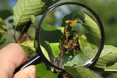 Pest Monitoring Reporting for Compliance