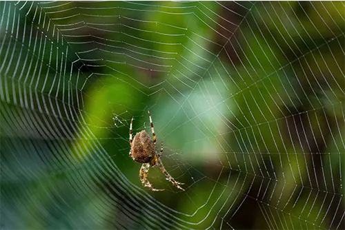 Spider Control Melbourne