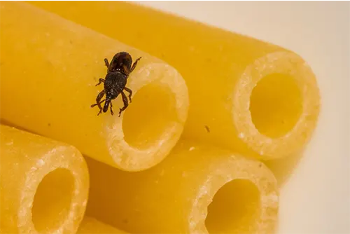 Stored Product Pest Management
