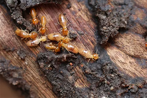 Termite Control for Commercial Buildings