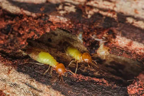 Termite Inspection Treatment Melbourne