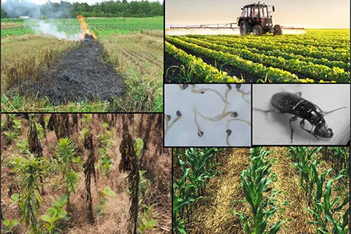 Vegetation Weed Management Around Facilities