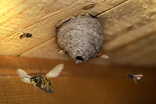 Wasp Bee Removal Melbourne