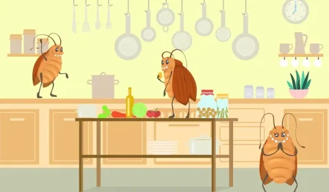 Hidden Spots in Your Home That Attract Pests & How to Keep Them Out Melbourne
