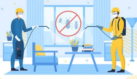 Natural Pest Control Remedies What Works and What Doesn’t In Melbourne